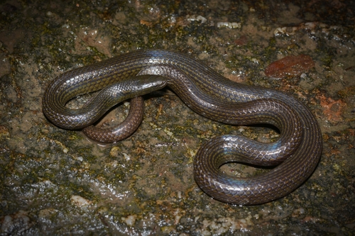 Photo of a Guanxi Mountain Keelback (Opisthotropis guangxiensis)