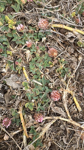 iNaturalist observation photo of Strawberry clover