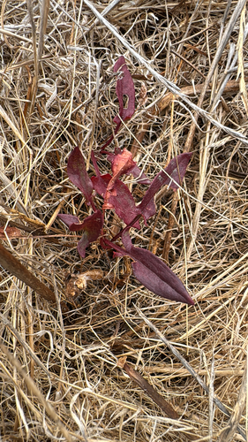 iNaturalist observation photo of Sheep's sorrel