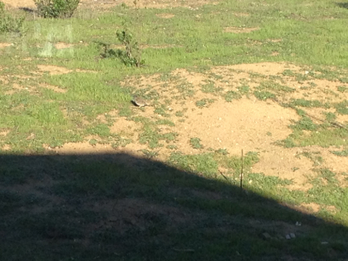 iNaturalist observation photo of White-crowned Sparrow