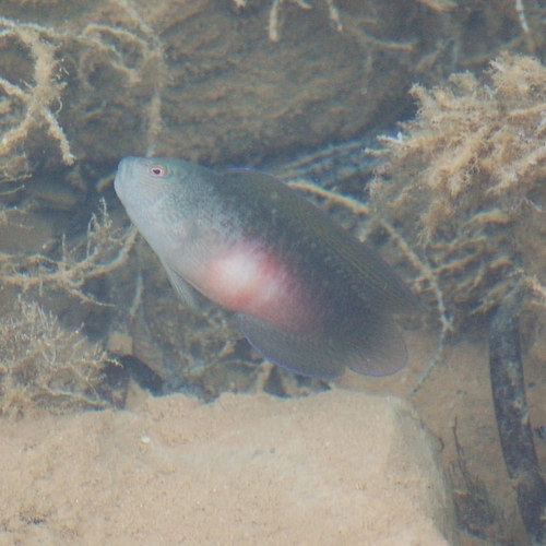 Lined dottyback (Labracinus lineatus) — Pseudochromidae — 4