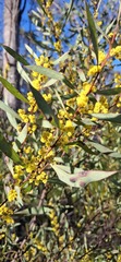 Acacia rubida