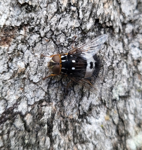 Formosia observed 2026-08-21
