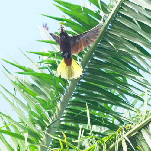 Montezuma Oropendola