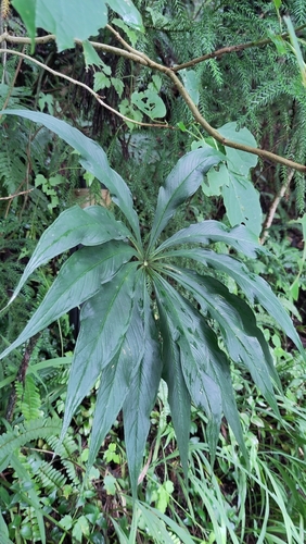 Arisaema formosanum observed 2026-08-21