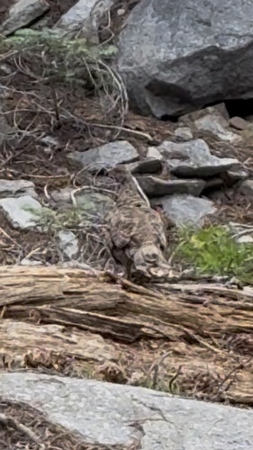 iNaturalist observation photo of Sooty Grouse