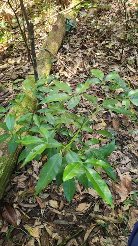 Melicope rubra observed 2026-08-21