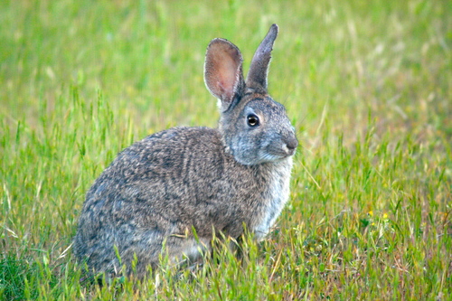 iNaturalist observation photo of Brush Rabbit