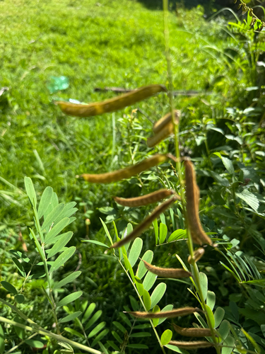 Tephrosia noctiflora observed 2026-07-20
