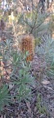 Banksia neoanglica, photograph (c) SatNavSaysStraightOn, some rights reserved (CC BY)