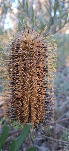 Banksia neoanglica