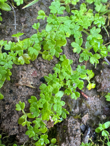 Hydrocotyle foveolata