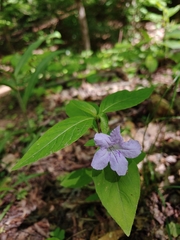 Ruellia purshiana