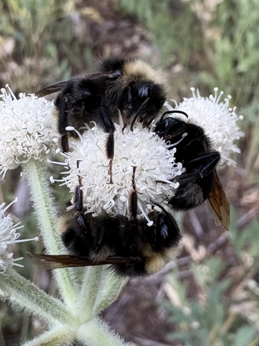 iNaturalist observation photo of Bumble Bees