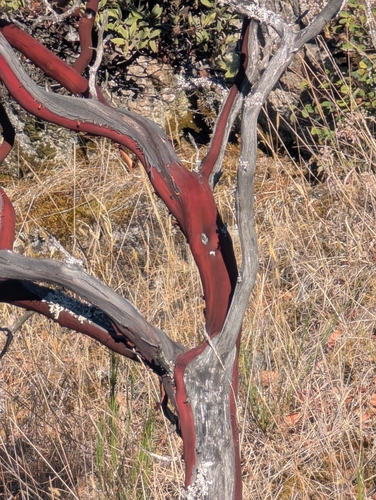 Arctostaphylos columbiana, photograph 5