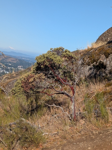 Arctostaphylos columbiana, photograph 6