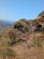 Arctostaphylos columbiana, photograph (c) Emerson, some rights reserved (CC BY)