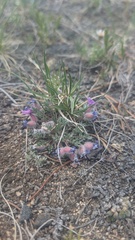 Oxytropis multiceps