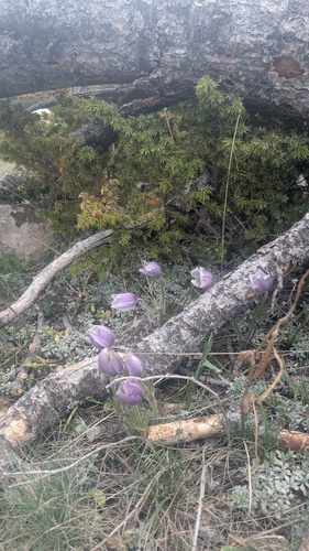 Pulsatilla nuttalliana, photograph 6