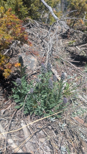 Phacelia sericea, photograph 2