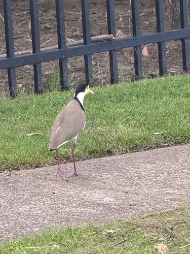 Black-shouldered Masked Lapwing