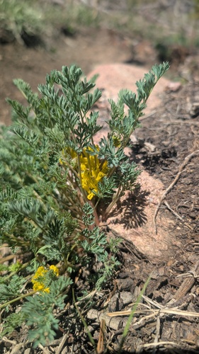 Corydalis aurea, photograph 2