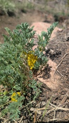 Corydalis aurea, photograph author not stated, no rights reserved