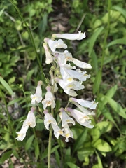 Penstemon pallidus