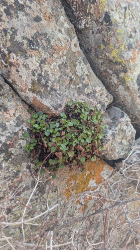 Heuchera bracteata, photograph 1