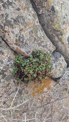 Heuchera bracteata