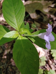 Ruellia purshiana
