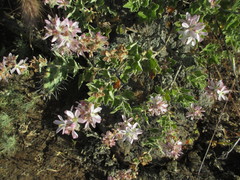 Malacothamnus clementinus