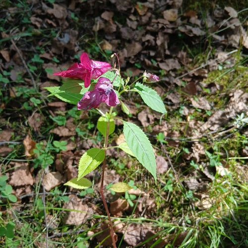 Himalayan balsam