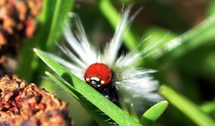 Lepidoptera