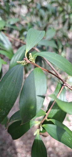 Trochocarpa laurina, photograph 4