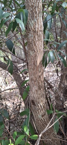 Trochocarpa laurina, photograph 5