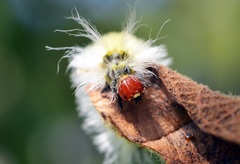 Lepidoptera