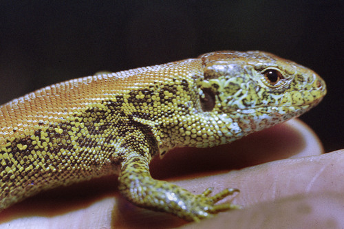 central european sand lizard