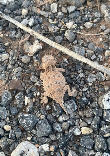 Texas Horned Lizard