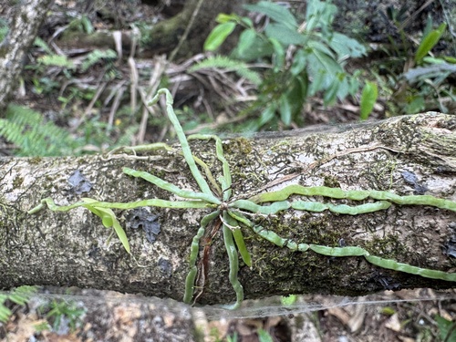 Taeniophyllum fasciola observed 2026-08-20
