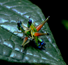 Caenomastax bimaculata