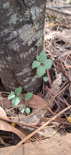 Lobelia purpurascens, photograph 6