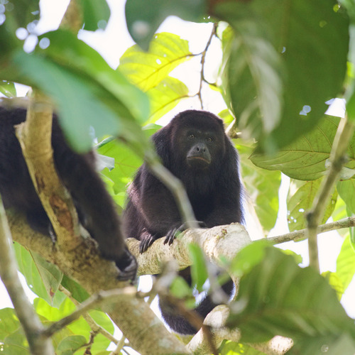 Yucatán Black Howler Monkey