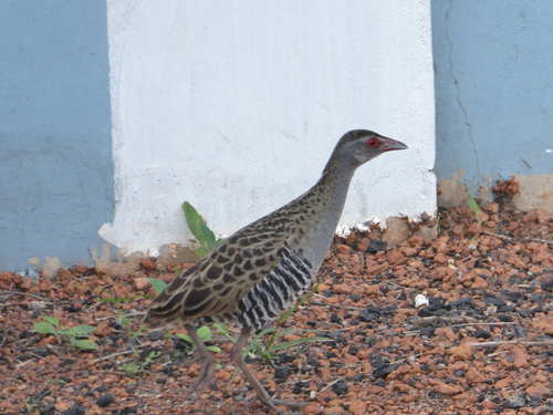 African Crake