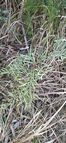 Lomatia silaifolia, photograph 6