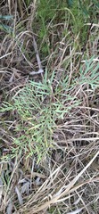 Lomatia silaifolia, photograph (c) SatNavSaysStraightOn, some rights reserved (CC BY)