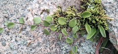 Pyrrosia rupestris, photograph (c) SatNavSaysStraightOn, some rights reserved (CC BY)