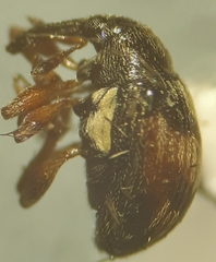 Nanophyes marmoratus