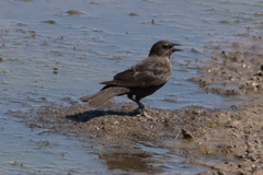 Euphagus