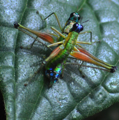 Caenomastax bimaculata